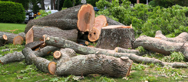 How Our Tree Care Process Works  in  Houston, MO