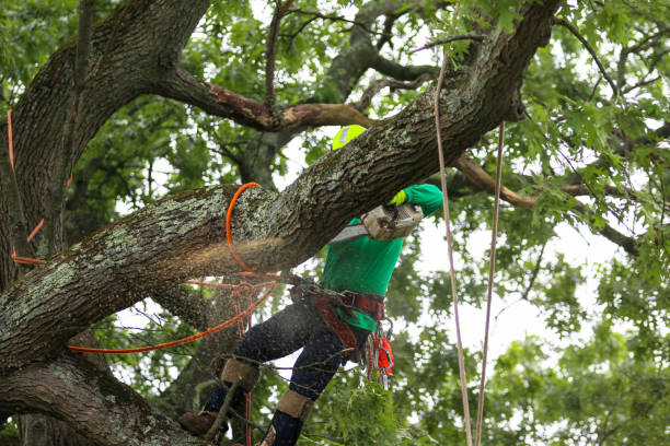 Tree and Shrub Care in Houston, MO